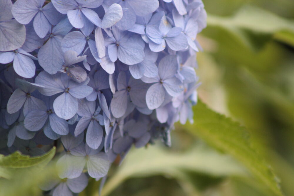 Hydrangea