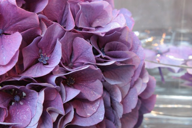 Hydrangea purple